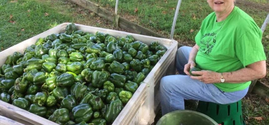 What is gleaning (and how can you get involved)? What is gleaning (and how can you get involved)?