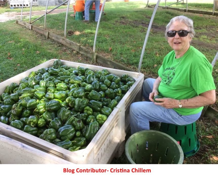 What is gleaning (and how can you get involved)? What is gleaning (and how can you get involved)?